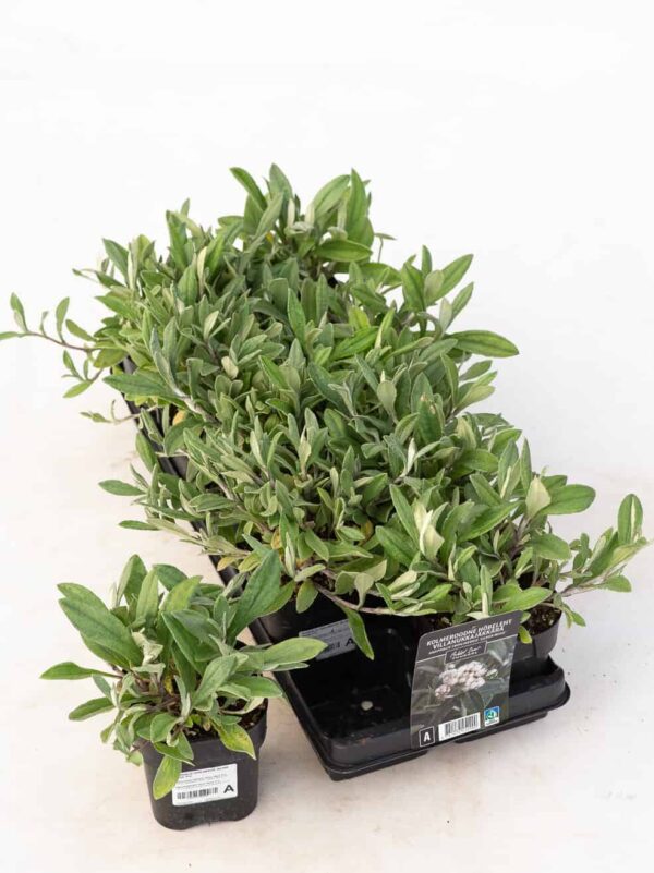 Kolmeroodne hõbeleht 'Silver Wave' P12