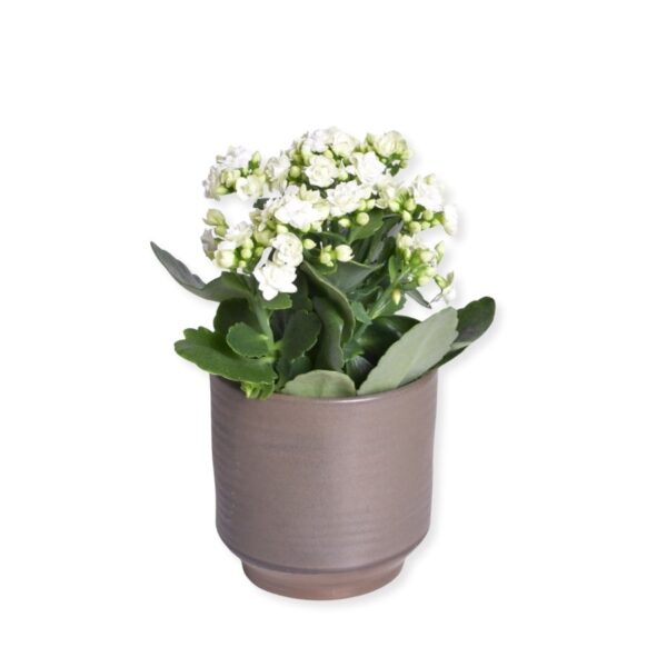 Blossfeldi kalanhoe P12 erinevad