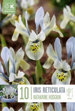 Võrkiiris ‘Katharine Hodgkin’ 10tk