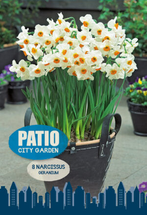 Nartsiss ‘Geranium’ 8tk