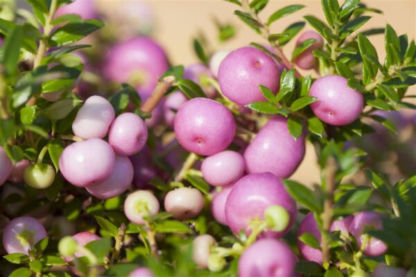 Teravatipuline talihali P10,5/P11 erinevad