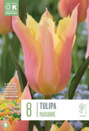 Tulp ‘Marianne’ 8tk