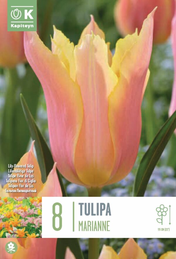 Tulp 'Marianne' 8tk