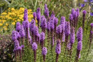 Tähkjas liatris P14 Eestis kasvatatud