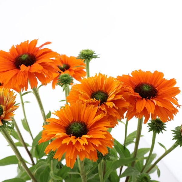 Punane siilkübar 'Sunseekers Mineola' P19 Eestis kasvatatud