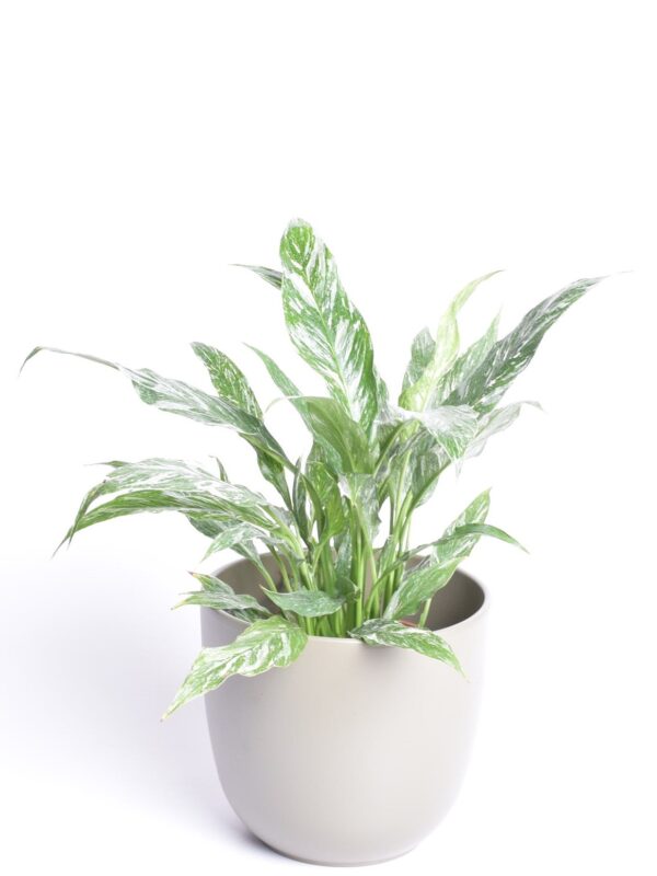 Tõlvlehik 'Diamond' P12 kirju lehega