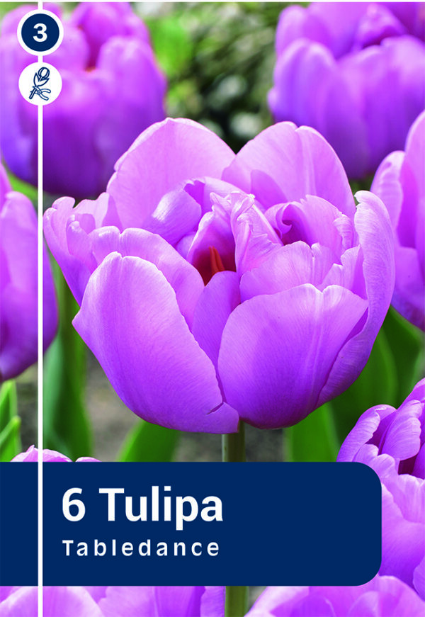 Tulp 'Tabledance' 6tk