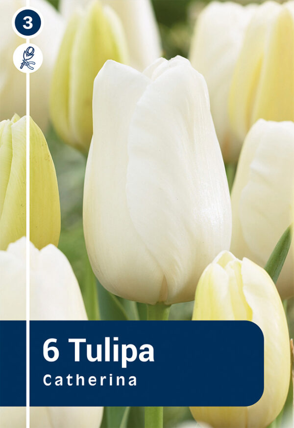 Tulp 'Catherina' 6tk