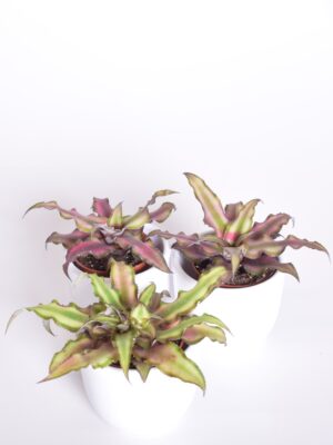 Peitõis ‘Red Star’ P6