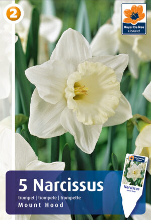 Nartsiss ‘Mount Hood’ 5tk