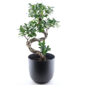 Väikeseviljaline viigipuu Ginseng P24 60cm bonsai
