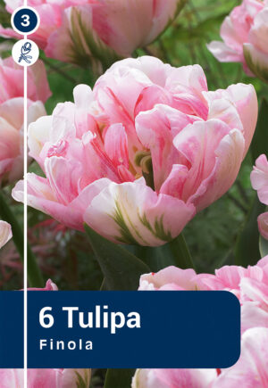 Tulp ‘Finola’ 6tk
