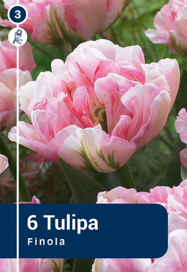 Tulp 'Finola' 6tk