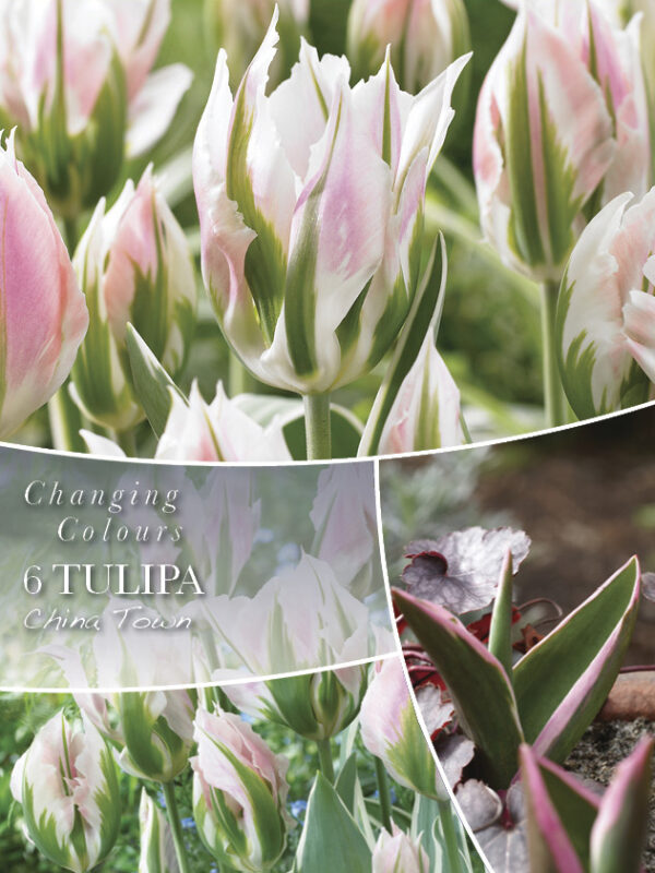 Tulp 'China Town' 6tk