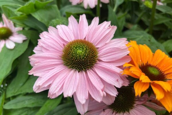 Punane siilkübar 'Sunseekers Blush' P19 Eestis kasvatatud