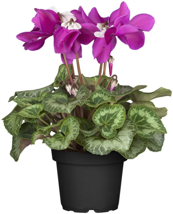 Alpikann 'Fleur en Vogue' P13