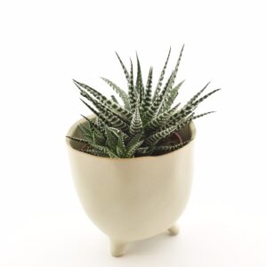 Vöödiline havortia ‘Big Band’ P10,5