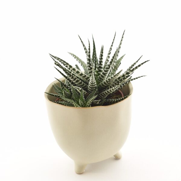 Vöödiline havortia 'Big Band' P10,5