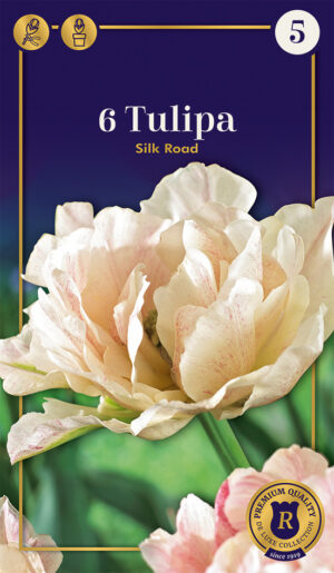 Tulp ‘Silk Road’ 6tk