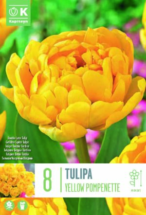 Tulp ‘Yellow Pompenette’ 8tk