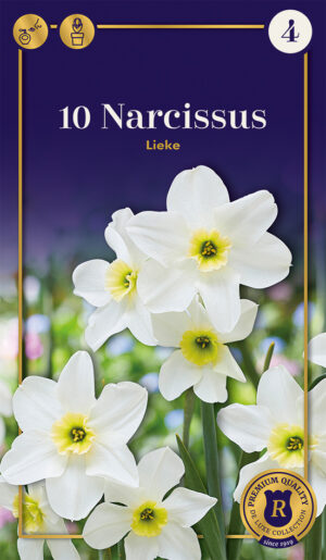 Nartsiss ‘Lieke’ 10tk