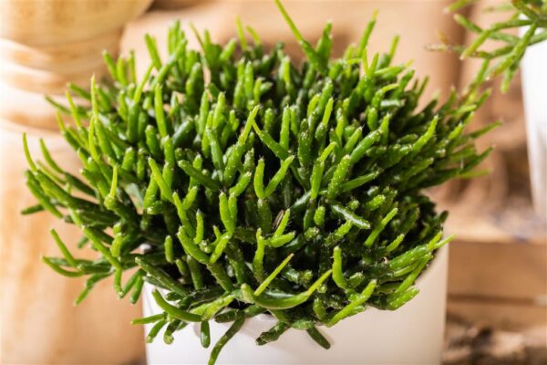 Helmekaktus P10,5 (burchellii)