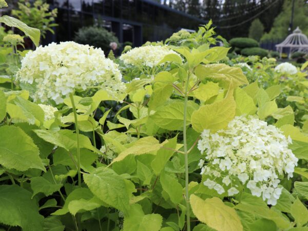 Puishortensia 'Annabelle' P30 80cm