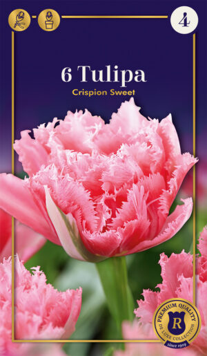 Tulp ‘Crispion Sweet’ 6tk