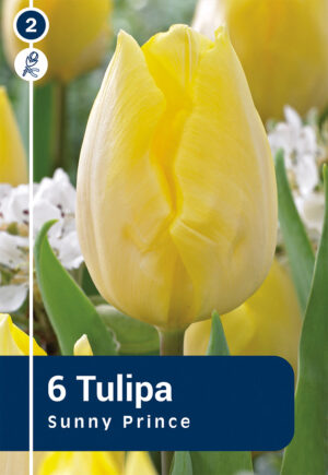 Tulp ‘Sunny Prince’ 6tk