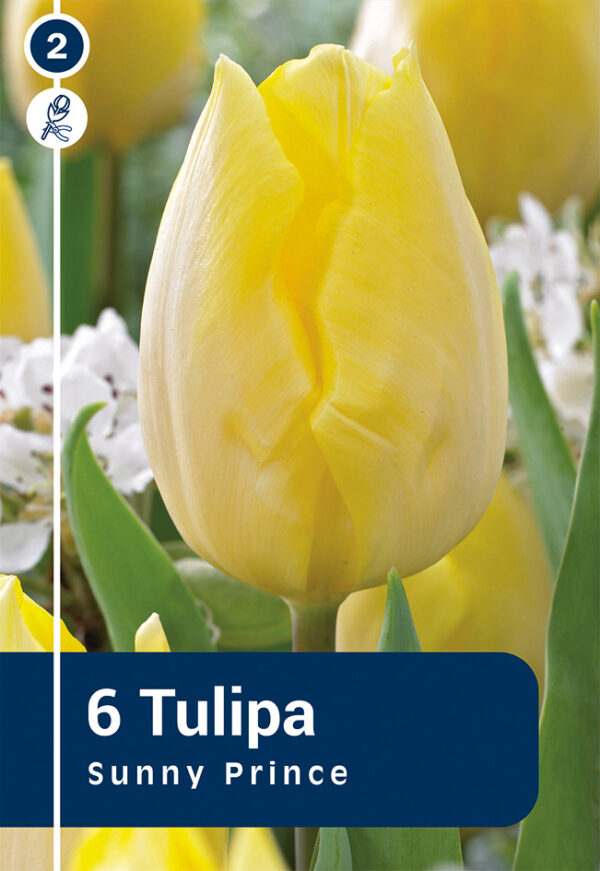 Tulp 'Sunny Prince' 6tk