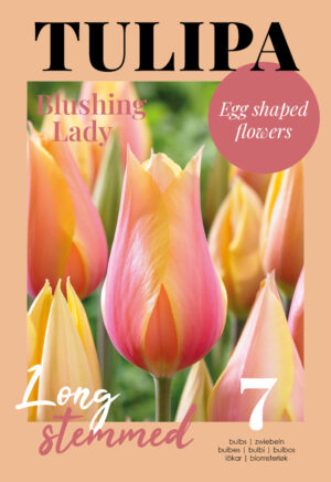 Tulp ‘Blushing Lady’ 7tk