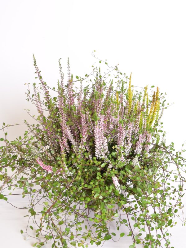 Kanarbik+ronitatar P20