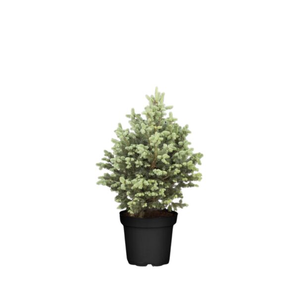 Mäginulg 'Compacta' P22 D3,7 25-30cm