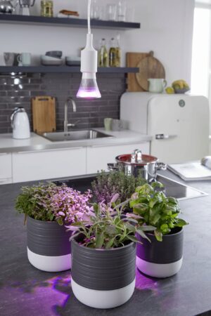 Taimelambi pirn Cultura Odla LED E27 6W, 60°