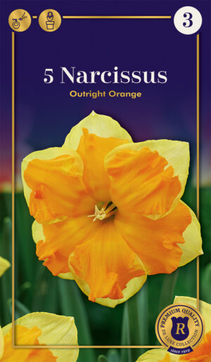 Nartsiss ‘Outright Orange’ 5tk