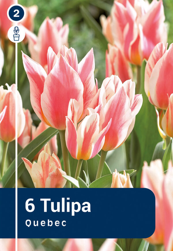 Greigi tulp 'Quebec' 6tk