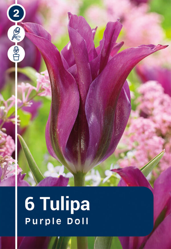 Tulp 'Purple Doll' 6tk