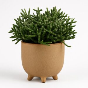 Helmekaktus P10,5 (burchellii)