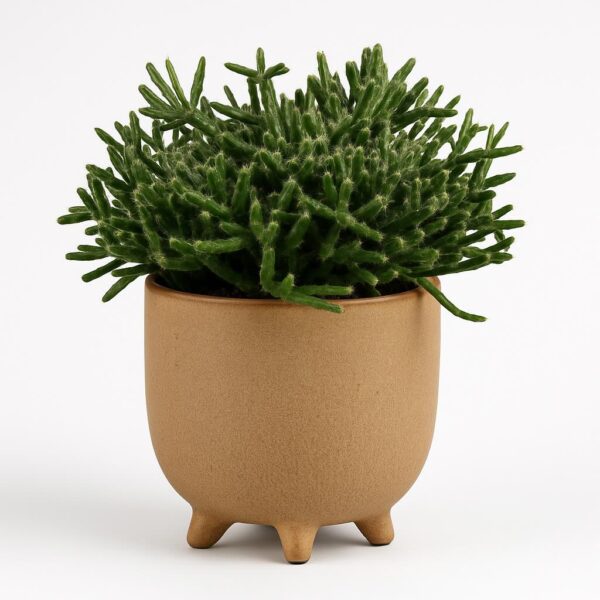 Helmekaktus P10,5 (burchellii)