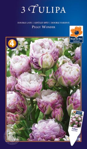 Tulp ‘Peggy Wonder’ 3tk