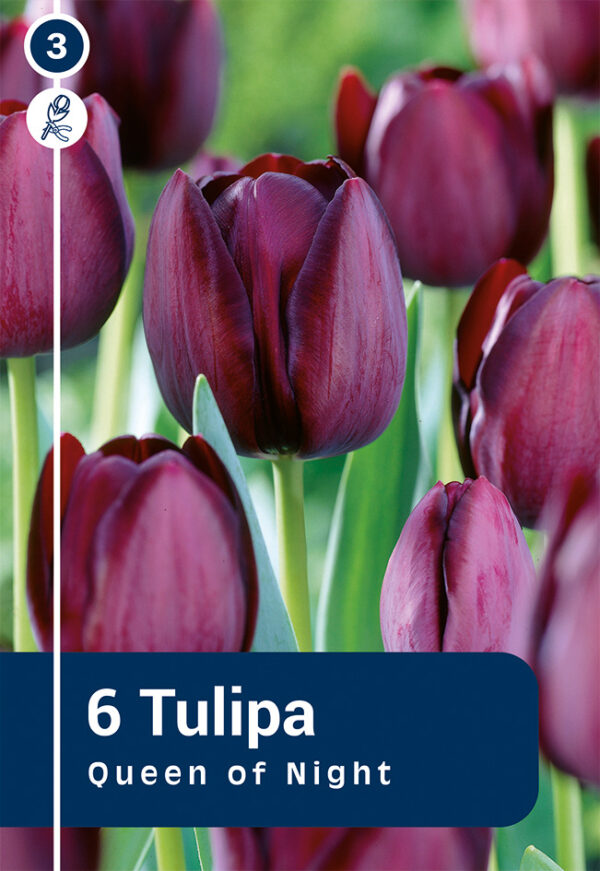 Tulp 'Queen of Night' 6tk/pk