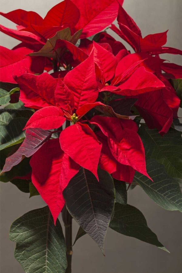 Jõulutäht P17 erinevad tüvel