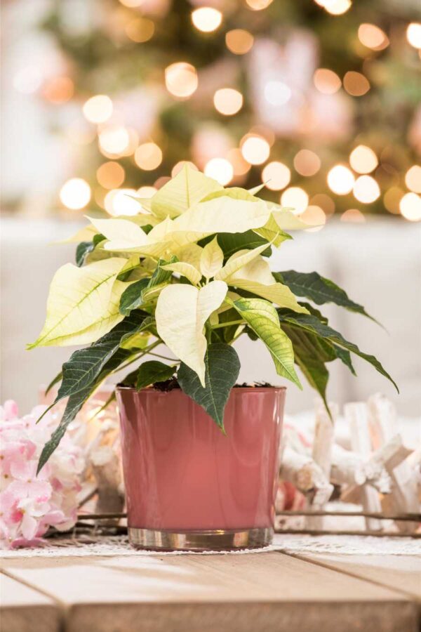 Jõulutäht 'Alaska' P9