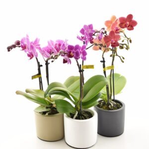 Kuuking P7 ümbrispotis