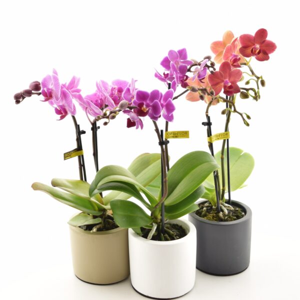 Kuuking P7 ümbrispotis