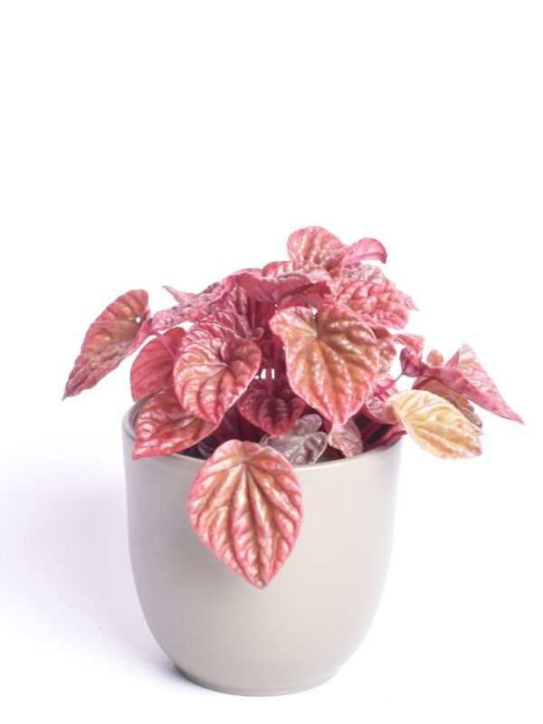 Keerdlehine peperoomia 'Quito' P11