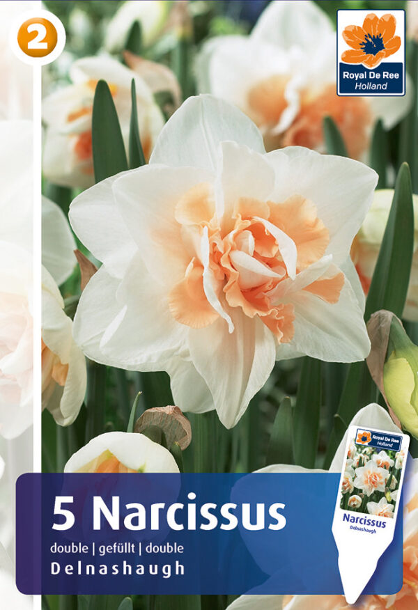 Nartsiss 'Delnashaugh' 5tk