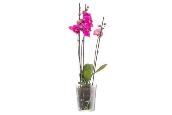 Orhideepott Lille Ø13x h16cm läbipaistev