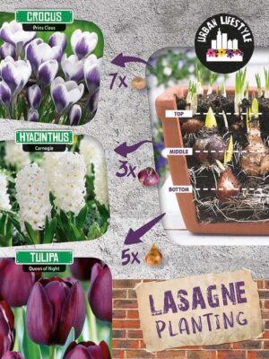 Lillesibula segu must-valge lillelasanje 15tk