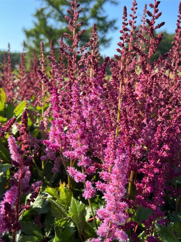 Hiina astilbe 'Vision Red' P17 Eestis kasvatatud